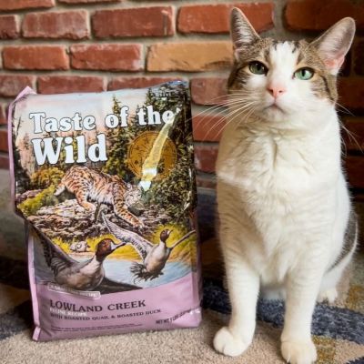 A cat sitting next to a bag of Lowland Creek Feline Recipe with Roasted Quail & Roasted Duck dry food.