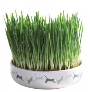 Trixie Ceramic bowl with cat grass 15 cm / 50 Gr